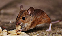 24 Hour & Emergency Exterminators in South Heidelberg Twp, PA